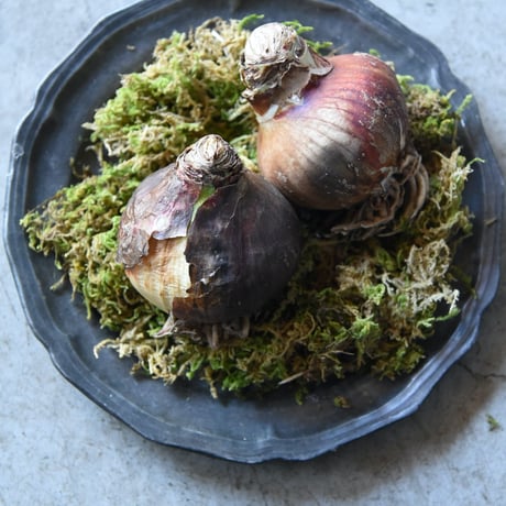 マジックアマリリス | STORES