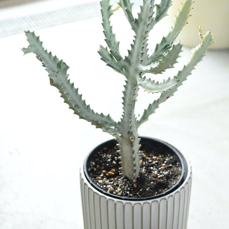 ホワイトゴースト | STORES