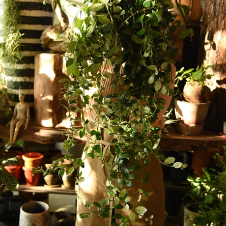 エスキナンサス | STORES