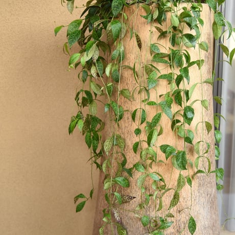 エスキナンサス | STORES