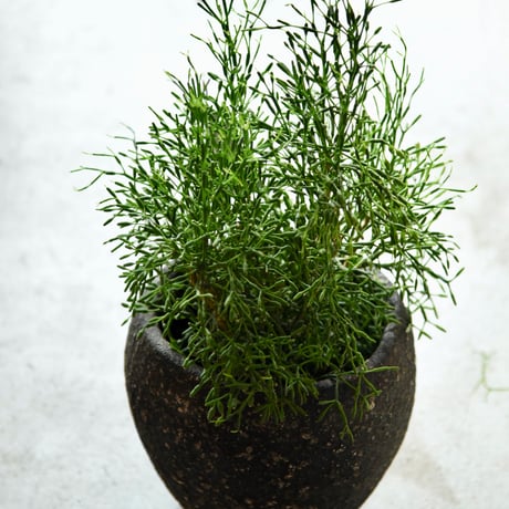 リプサリス | STORES