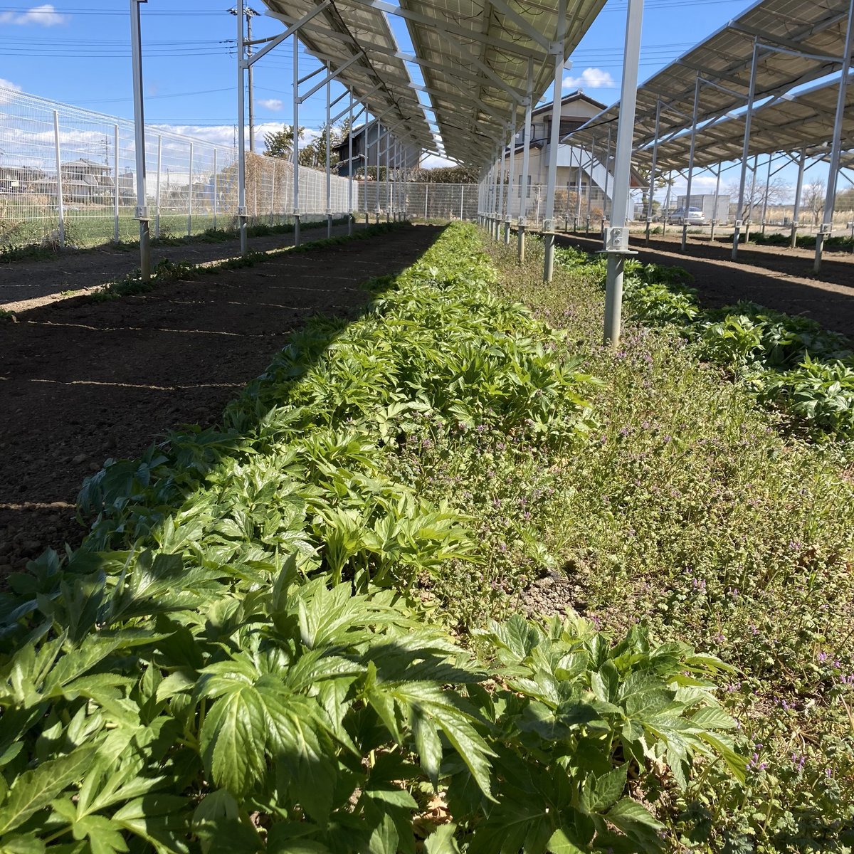 日本一の品質を自負するLeafの農薬・化学肥料不使用の明日葉パウダー100ｇ×3 日本一の品質を自負するLeafの農薬・化学肥料不使用の明日葉