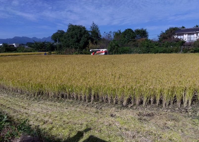 超希少米「水素米」農薬・化学肥料不使用 R6年産 玄米2kg 群馬県