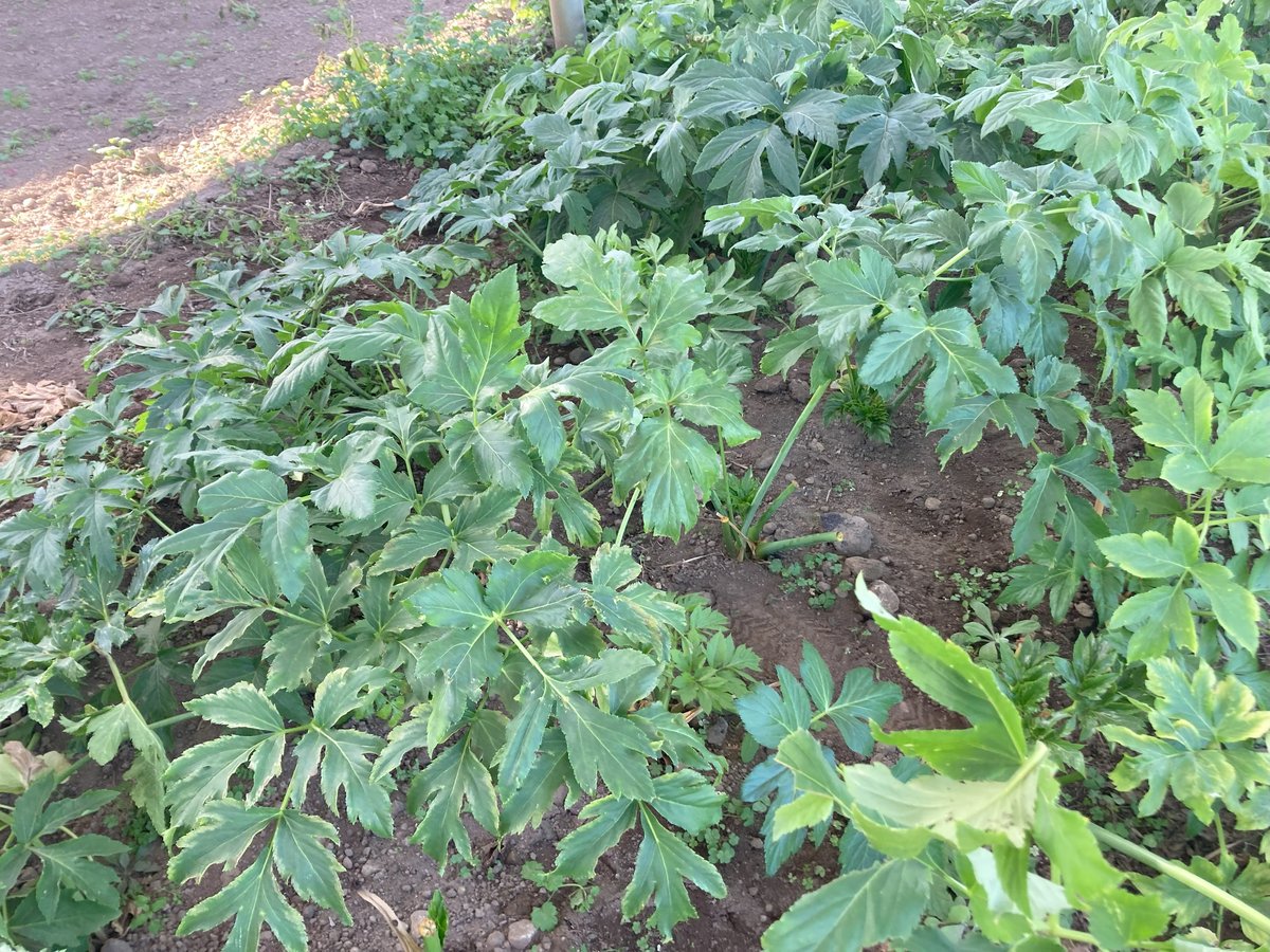 スーパーフードの明日葉 農薬・化学肥料不使用 あしたば茶 40g 群馬県