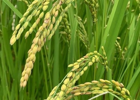 超希少！30年以上無農薬・無肥料「奇跡のササニシキ」R7年産 玄米2kg｜栃木県産・上野長一作｜まずはお試しに＊即日発送
