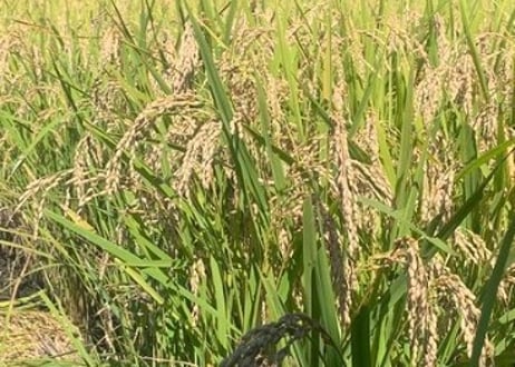超希少！30年以上無農薬・無肥料「奇跡のササニシキ」R7年産 玄米2kg｜栃木県産・上野長一作｜まずはお試しに＊即日発送