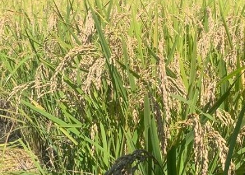 超希少！30年以上無農薬・無肥料「奇跡のササニシキ」R7年産 玄米5kg