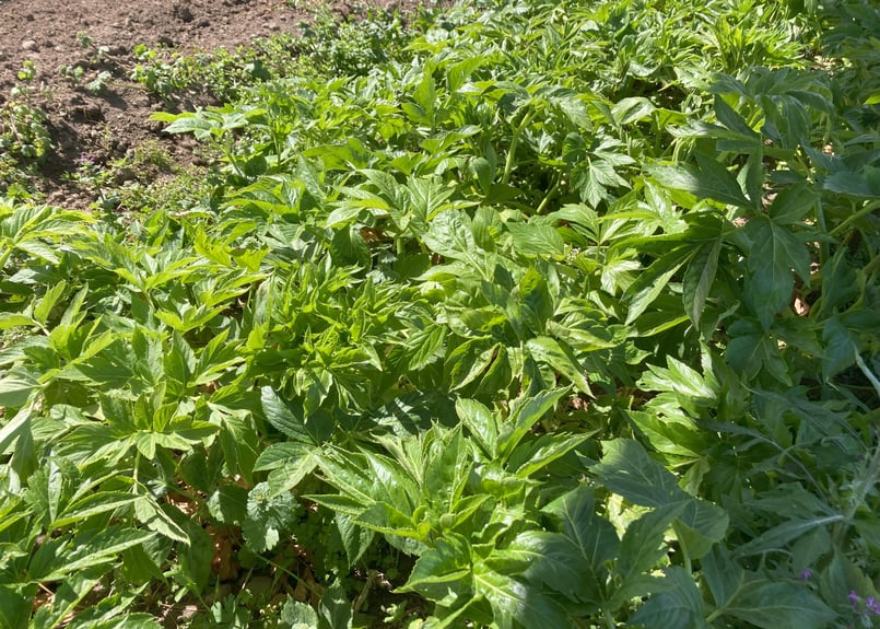 日本一の品質を自負するLeafの農薬・化学肥料不使用の明日葉