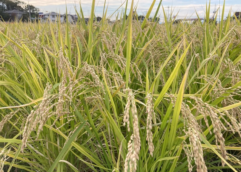 特価 群馬県産 にじのきらめき R6年産 新米 20キロ 玄米 送料込 ③ 特価 群馬県産 にじのきらめき R6年産 新米 20キロ 玄米 送料込 ③