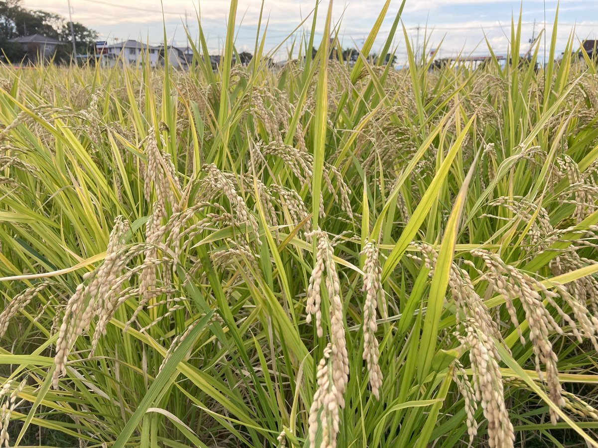 幻の「水素米」農薬・化学肥料不使用 R6年産 玄米10kg 群馬県産 即日発送 超希少米「水素米」農薬・化学肥料不使用 R6年産 玄米2kg 群馬県