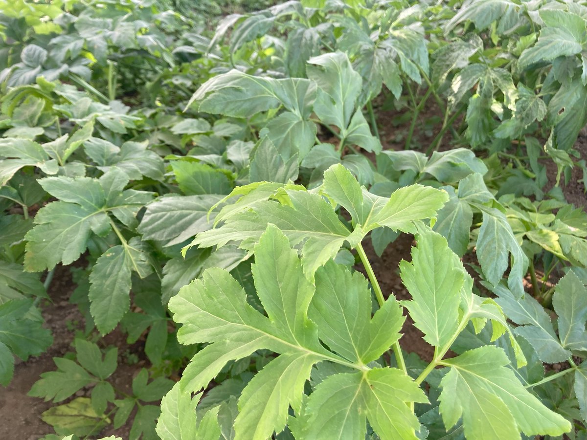 スーパーフードの明日葉 農薬・化学肥料不使用 あしたば茶 40g 群馬県