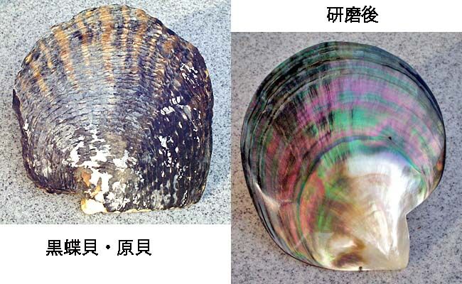 ☆黒甲　本鼈甲　黒蝶貝　シェルカメオ　2WAYブローチ 黒甲 本鼈甲 黒蝶貝 シェルカメオ 2WAYブローチ ☆黒甲本鼈甲黒