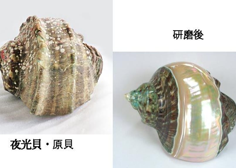 夜光貝の机 夜光貝ネックレス NR-9 | 貝工房 かざはな