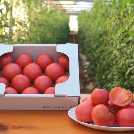 大玉トマト 2kg｜普通の（と呼ばれちゃってるけど普通よりうんまい）トマト