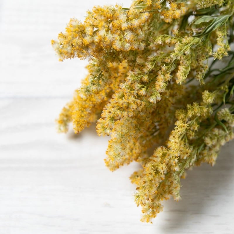 ≪ASO DRYFLOWER花材≫ セイタカアワダチソウ 10本セット 60cm程度