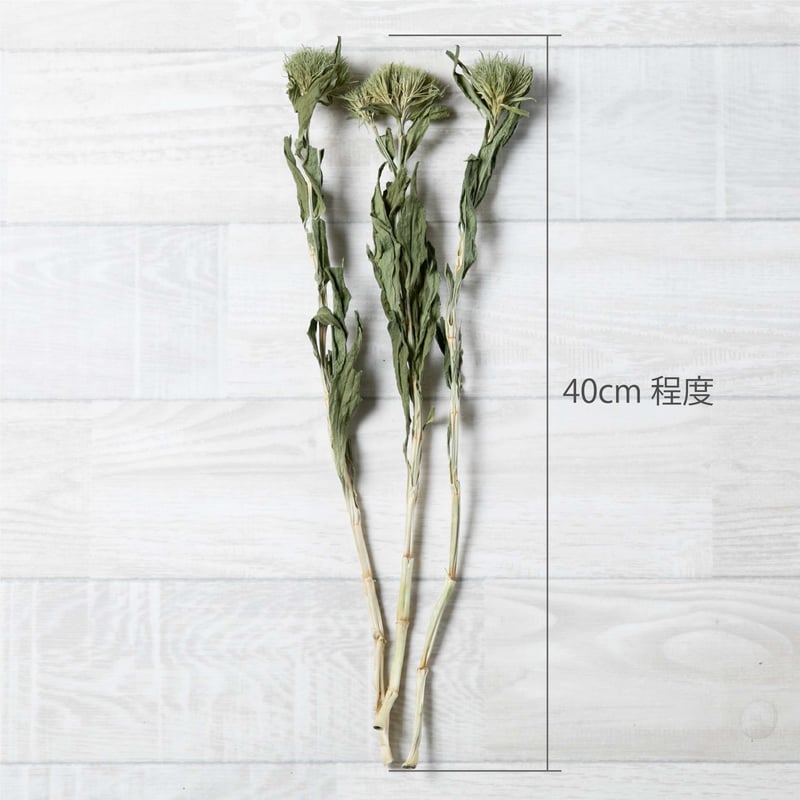 ソーラーマグノリア お花 マグノリア 花束 マグノリア ジェーン - 中国
