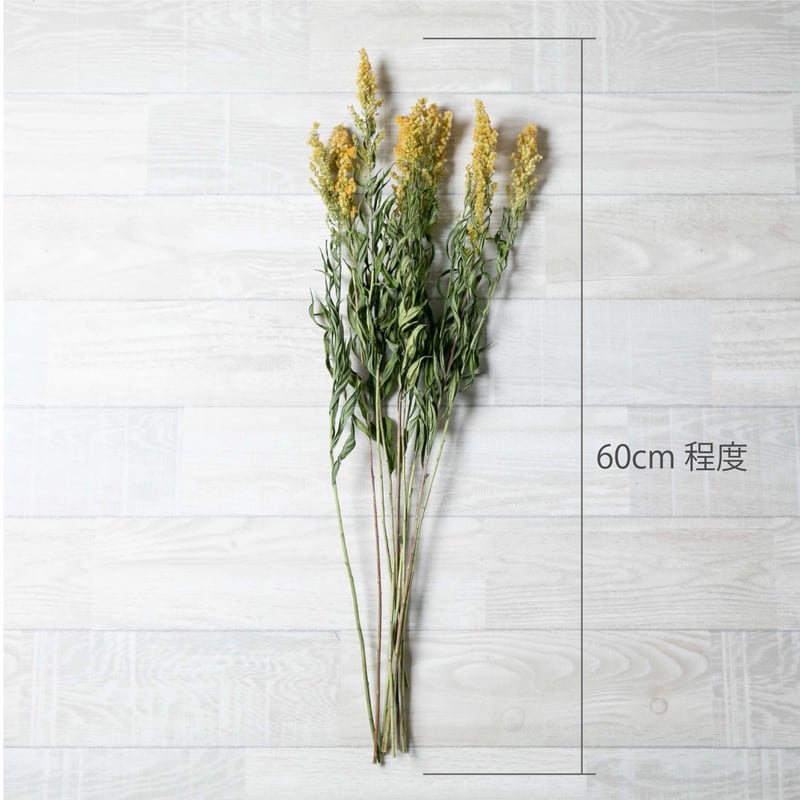 ≪ASO DRYFLOWER花材≫ セイタカアワダチソウ 10本セット 60cm程度