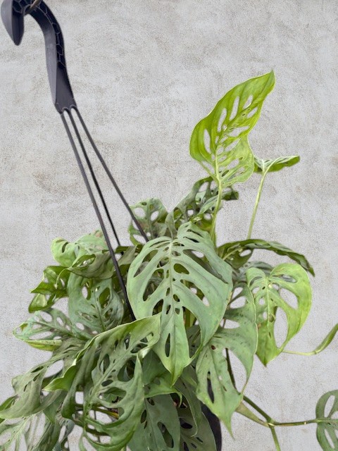 モンステラ エスケレート | スズキ農園