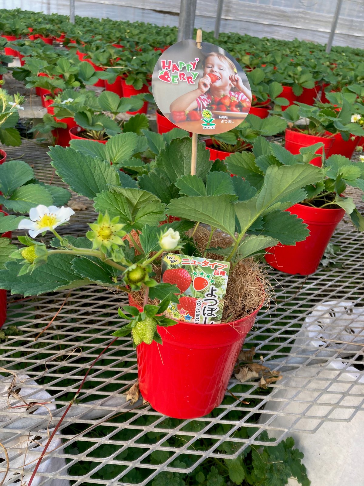 鉢植えイチゴ【よつぼし】 | スズキ農園