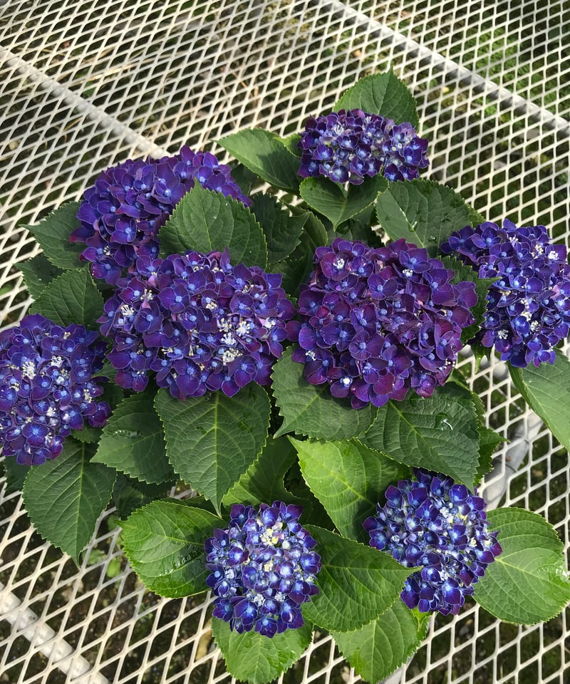 アジサイ ネイビーブルー花芽付き苗10.5㎝ポット 2株 | スズキ農園