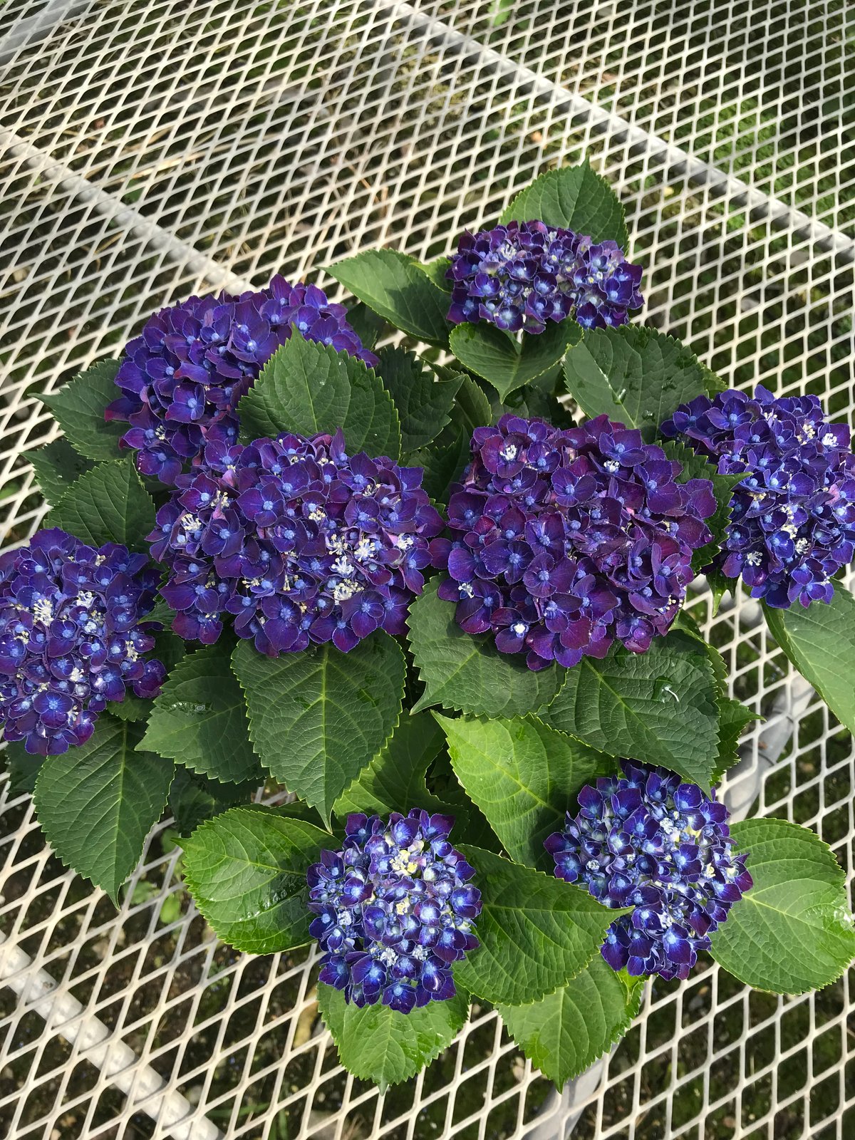 アジサイ ネイビーブルー花芽付き苗10.5㎝ポット 2株 | スズキ農園