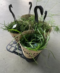 リプサリス3鉢セット | スズキ農園