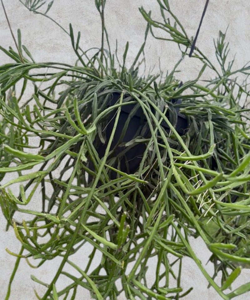 リプサリス　エワルディアナ　苗　多肉植物 楽天市場】多肉植物 ハンギング リプサリス エワルディアナ 選べる