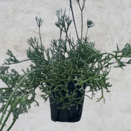 【専用】リプサリス✳︎さま 楽天市場】多肉植物 ハンギング リプサリス フロストシュガー