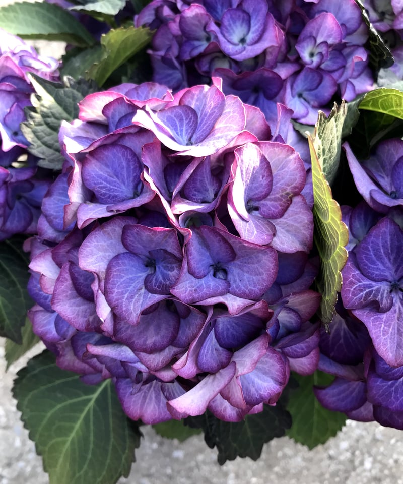 アジサイ ブラックジュエリー 花芽付き苗10.5㎝ポット 1株 | スズキ農園
