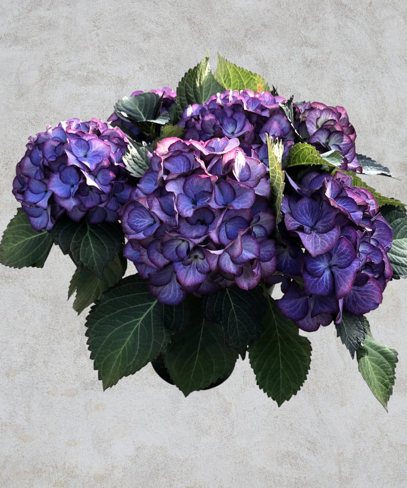 アジサイ ブラックジュエリー 花芽付き苗10.5㎝ポット 1株 | スズキ農園