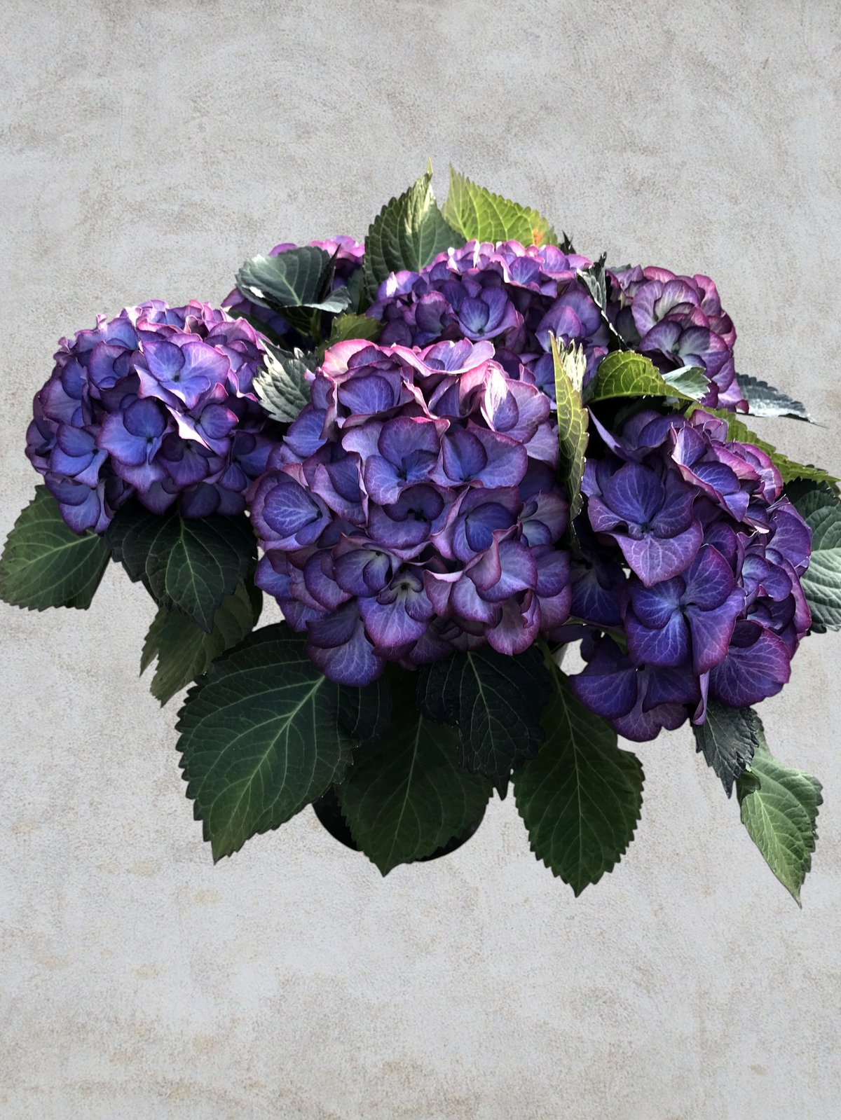 アジサイ ブラックジュエリー 花芽付き苗10.5㎝ポット 1株 | スズキ農園