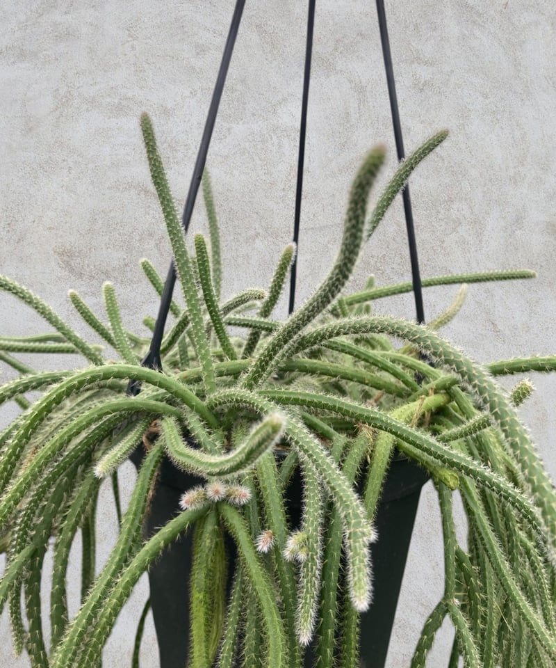 リプサリス ホリーダ | スズキ農園