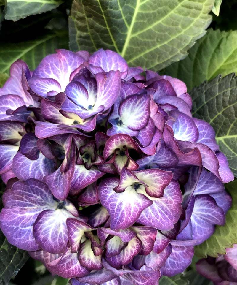 アジサイ ブラックジュエリー 花芽付き苗10.5㎝ポット 1株 | スズキ農園