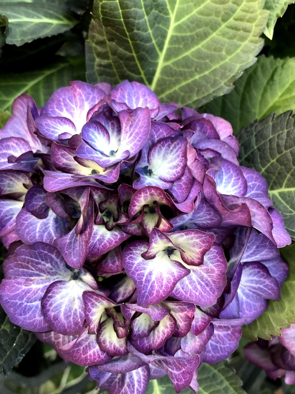 アジサイ ブラックジュエリー 花芽付き苗10.5㎝ポット 1株 | スズキ農園