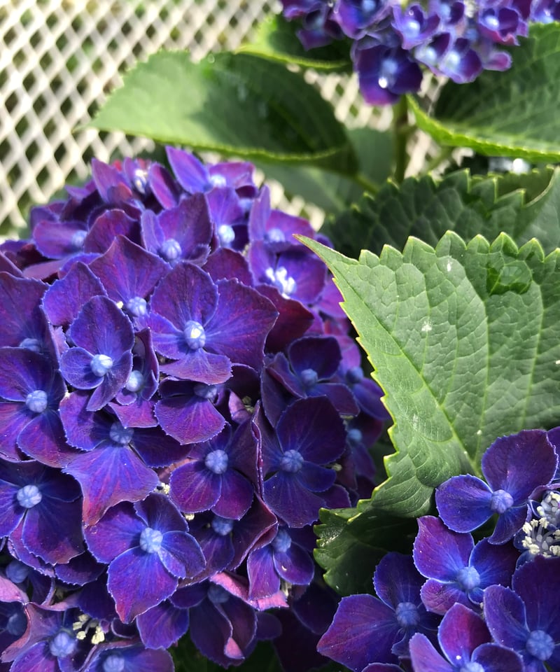 アジサイ ネイビーブルー花芽付き苗10.5㎝ポット 2株 | スズキ農園