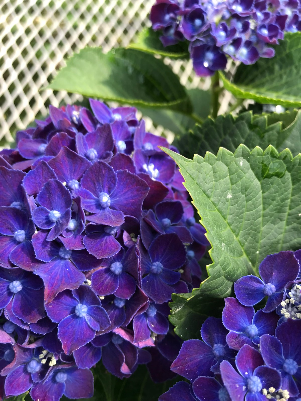 アジサイ ネイビーブルー花芽付き苗10.5㎝ポット 2株 | スズキ農園