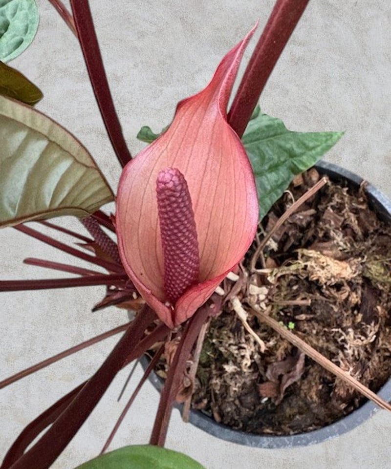 一点物】アンスリウム シリ | スズキ農園