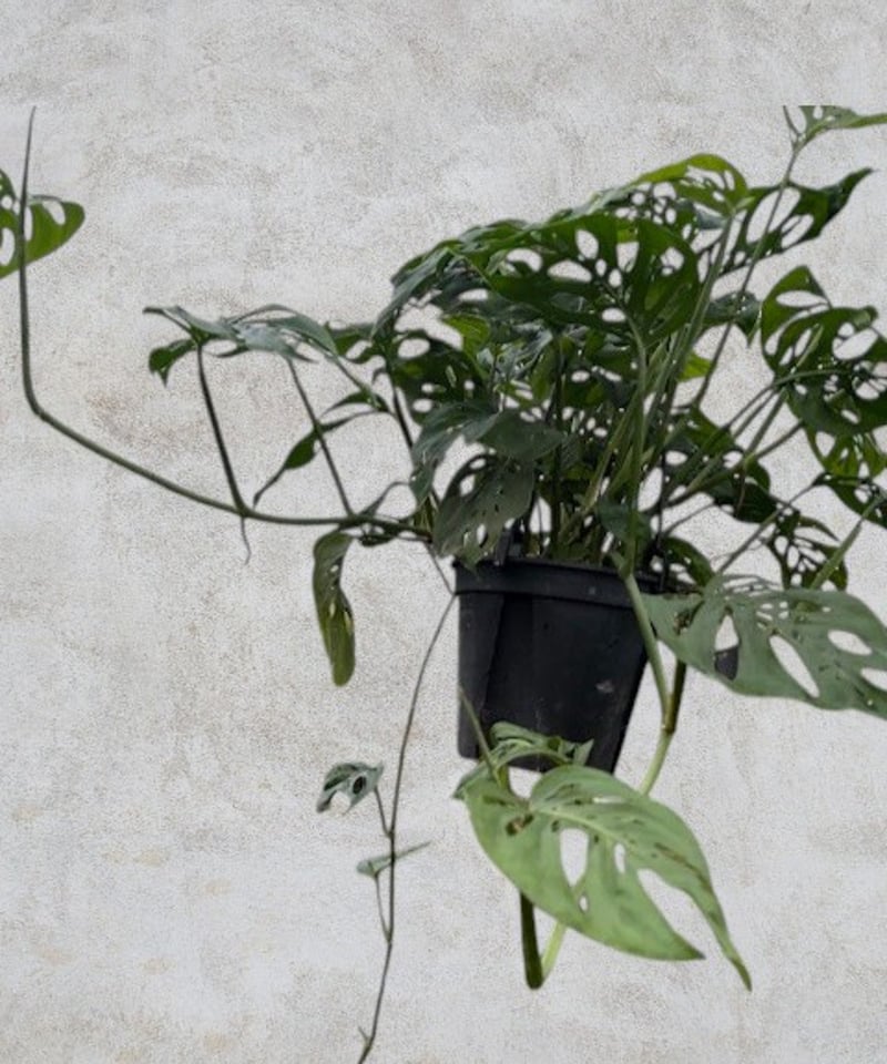 モンステラ エスケレート | スズキ農園