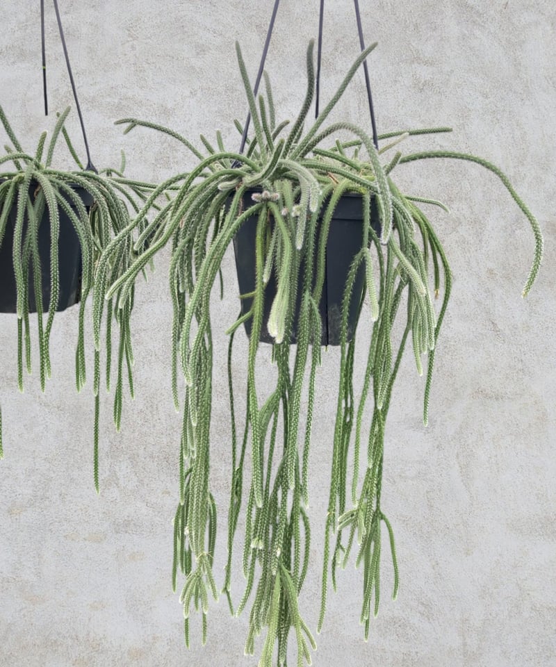 リプサリス ホリーダ | スズキ農園