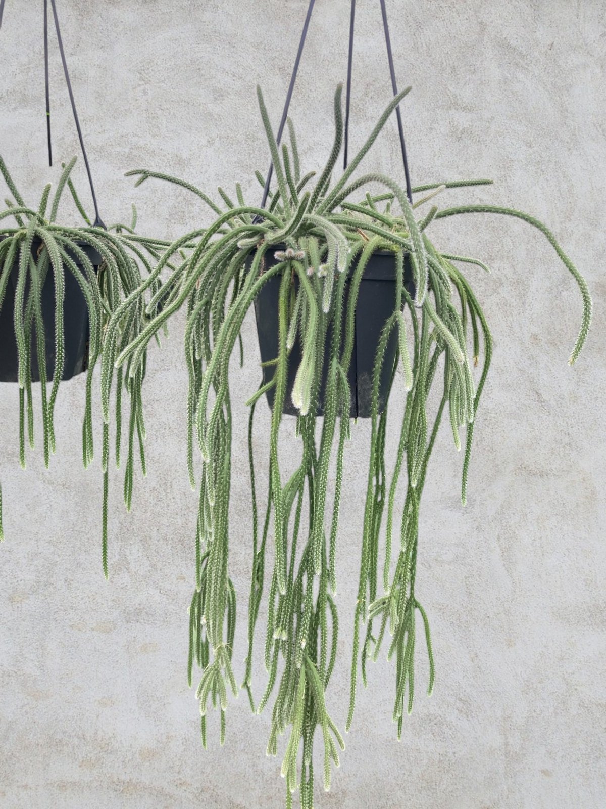 リプサリス ホリーダ | スズキ農園