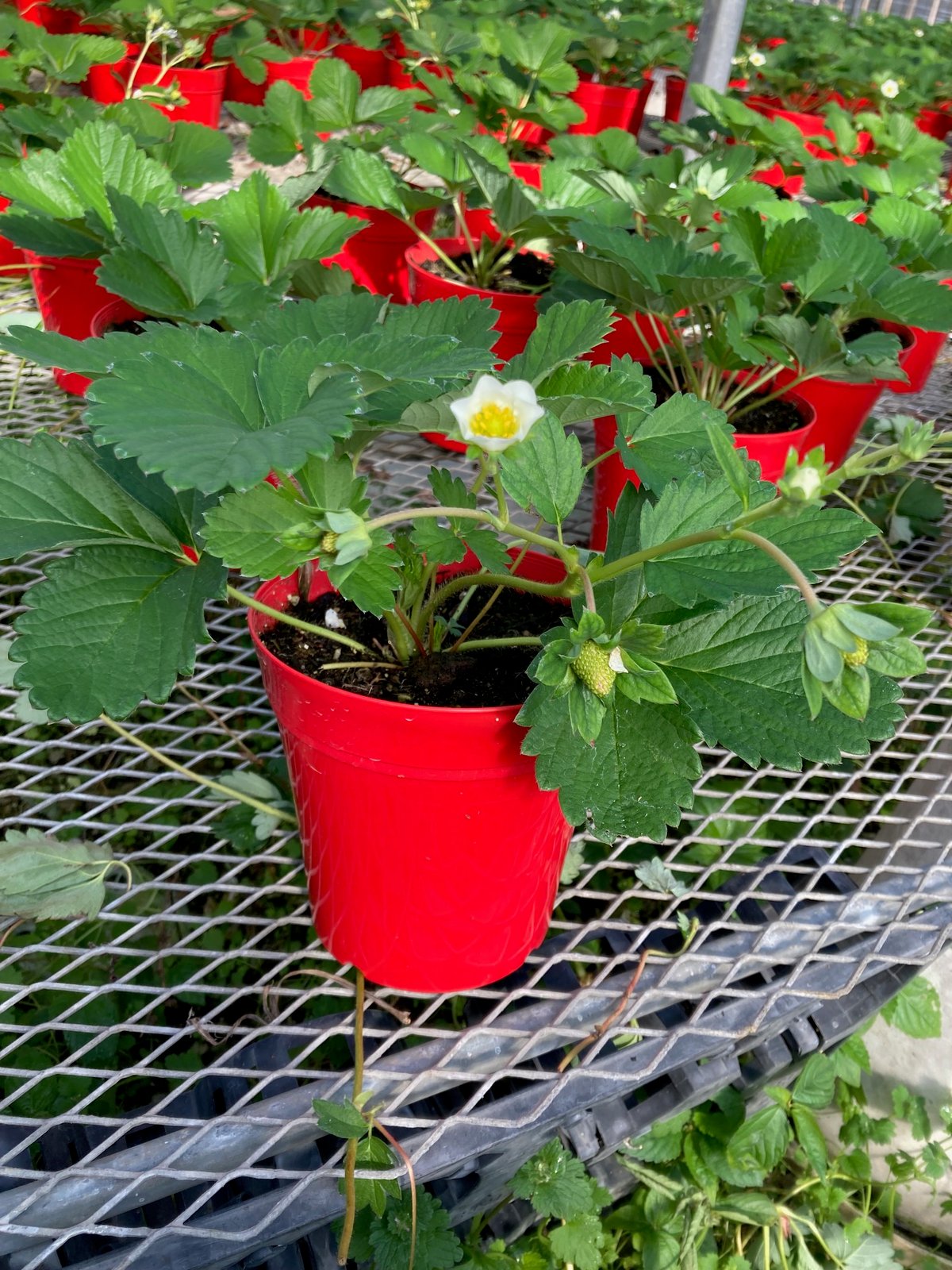 鉢植えイチゴ【よつぼし】 | スズキ農園
