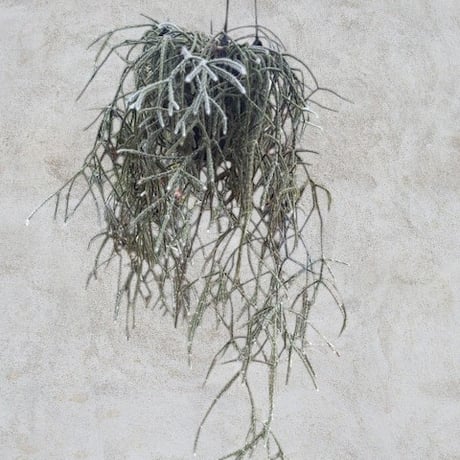 リプサリス | STORES