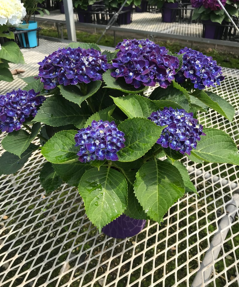 アジサイ ネイビーブルー花芽付き苗10.5㎝ポット 2株 | スズキ農園