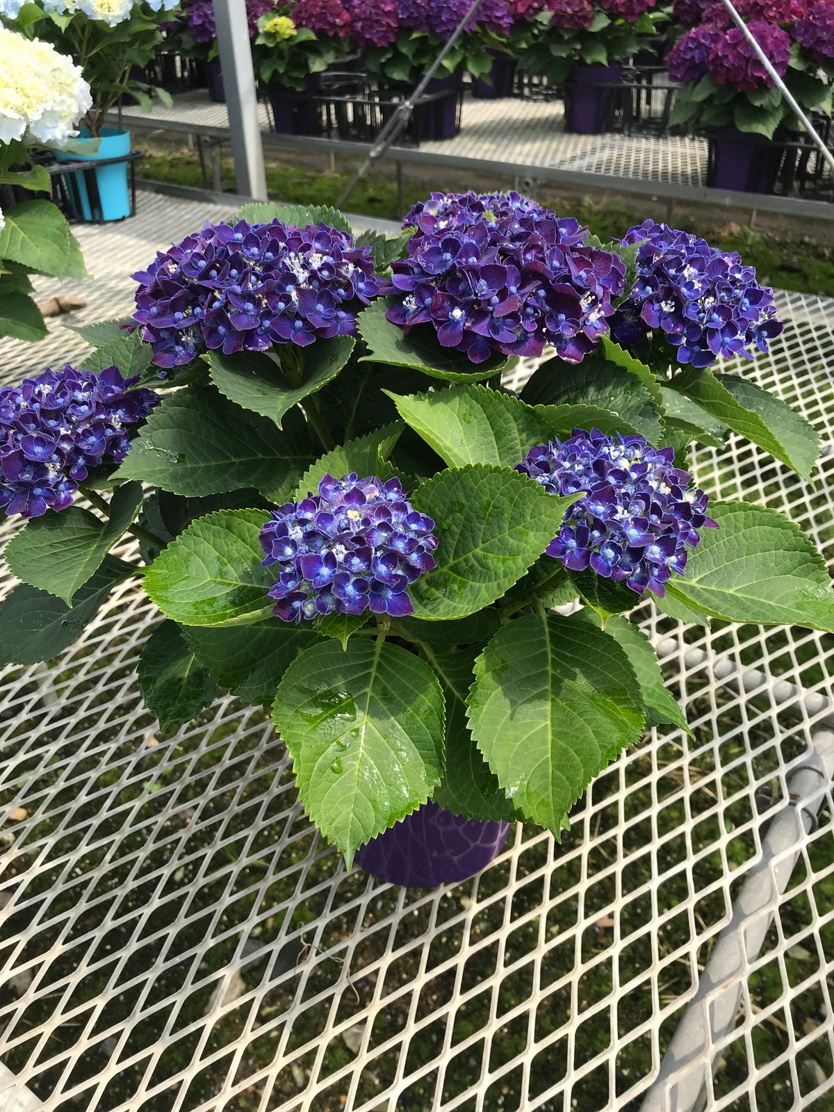 アジサイ ネイビーブルー花芽付き苗10.5㎝ポット 2株 | スズキ農園