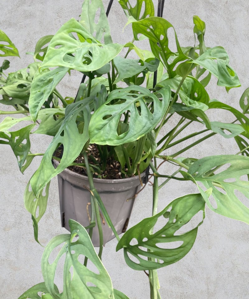モンステラ　エスケレート 楽天市場】希少！ モンステラ エスケレート 4号鉢 Monstera esqueleto