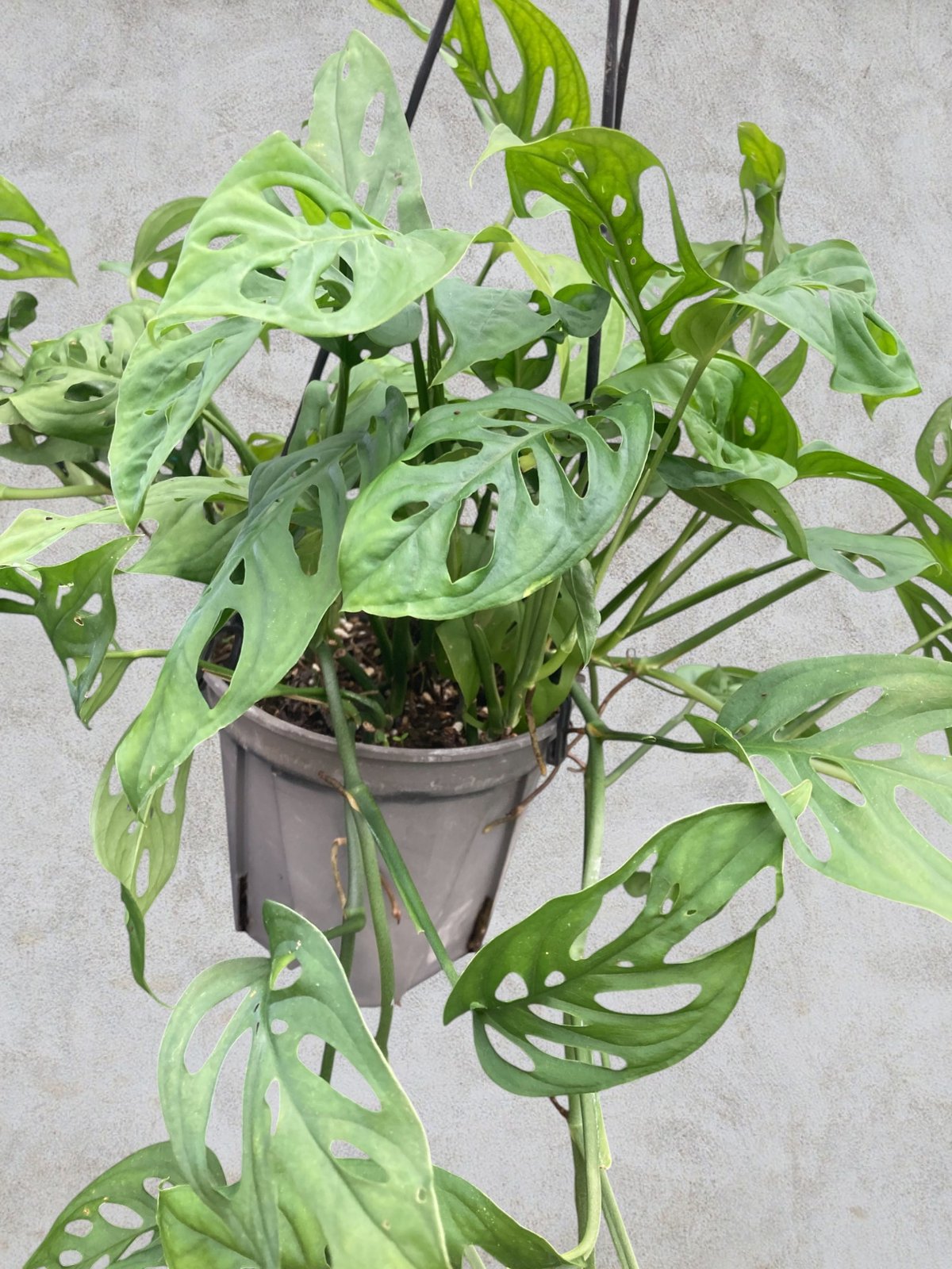 モンステラ　エスケレート モンステラ エスケレート | スズキ農園