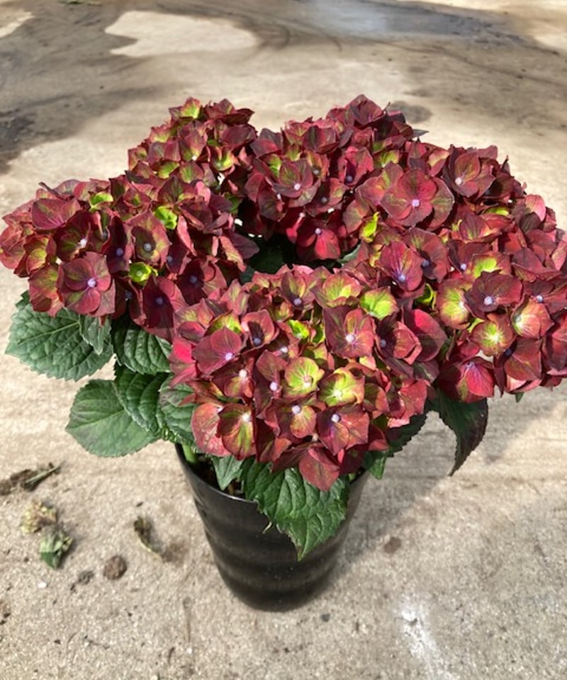アジサイ ブラックナイト花芽付き10.5センチポット苗 1株 | スズキ農園