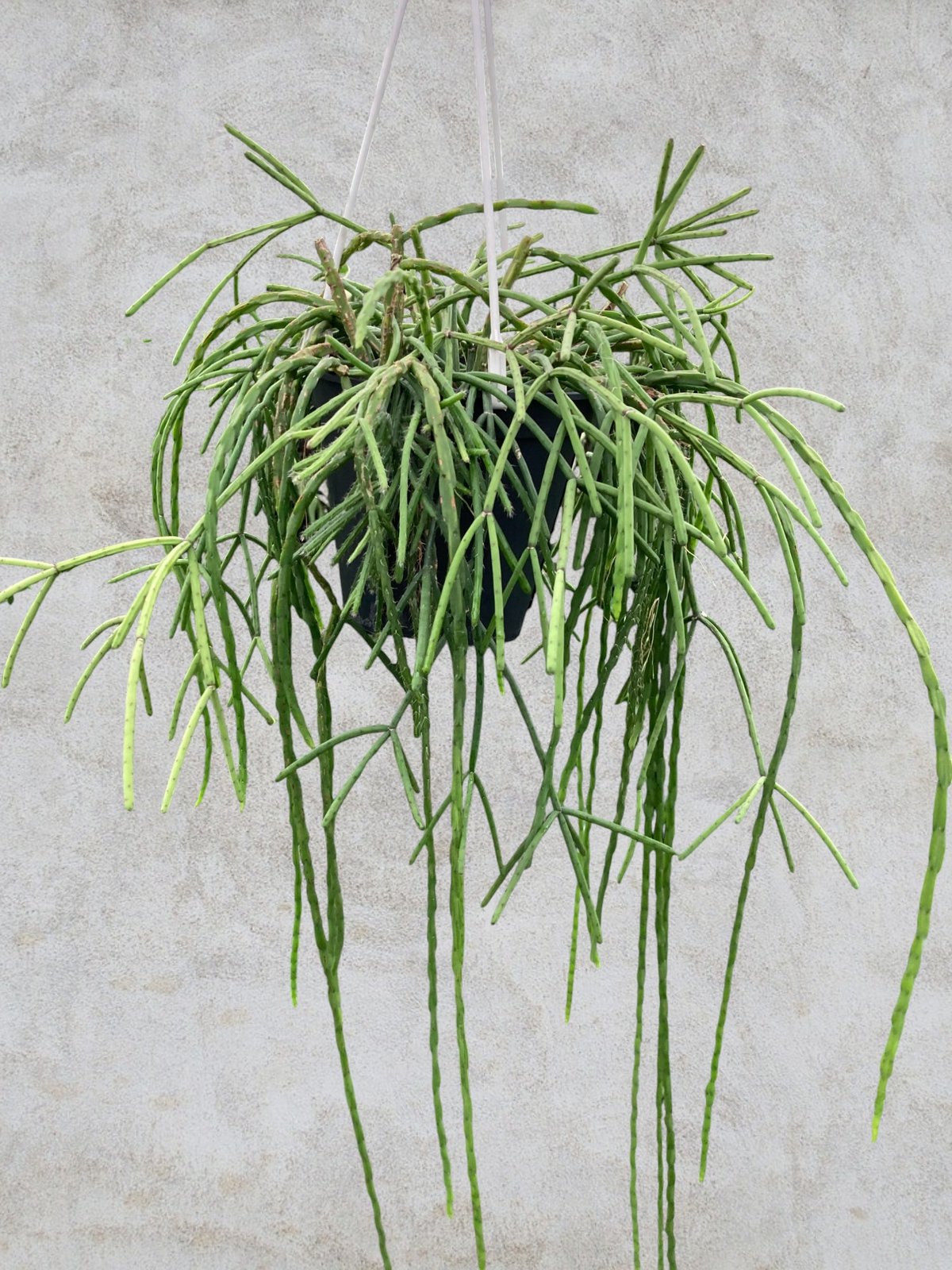 リプサリス リプサリス アルモンディー | スズキ農園