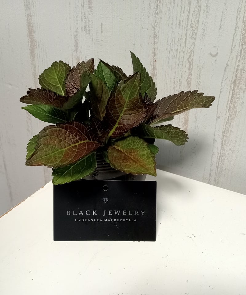 アジサイ ブラックジュエリー 花芽付き苗10.5㎝ポット 1株 | スズキ農園