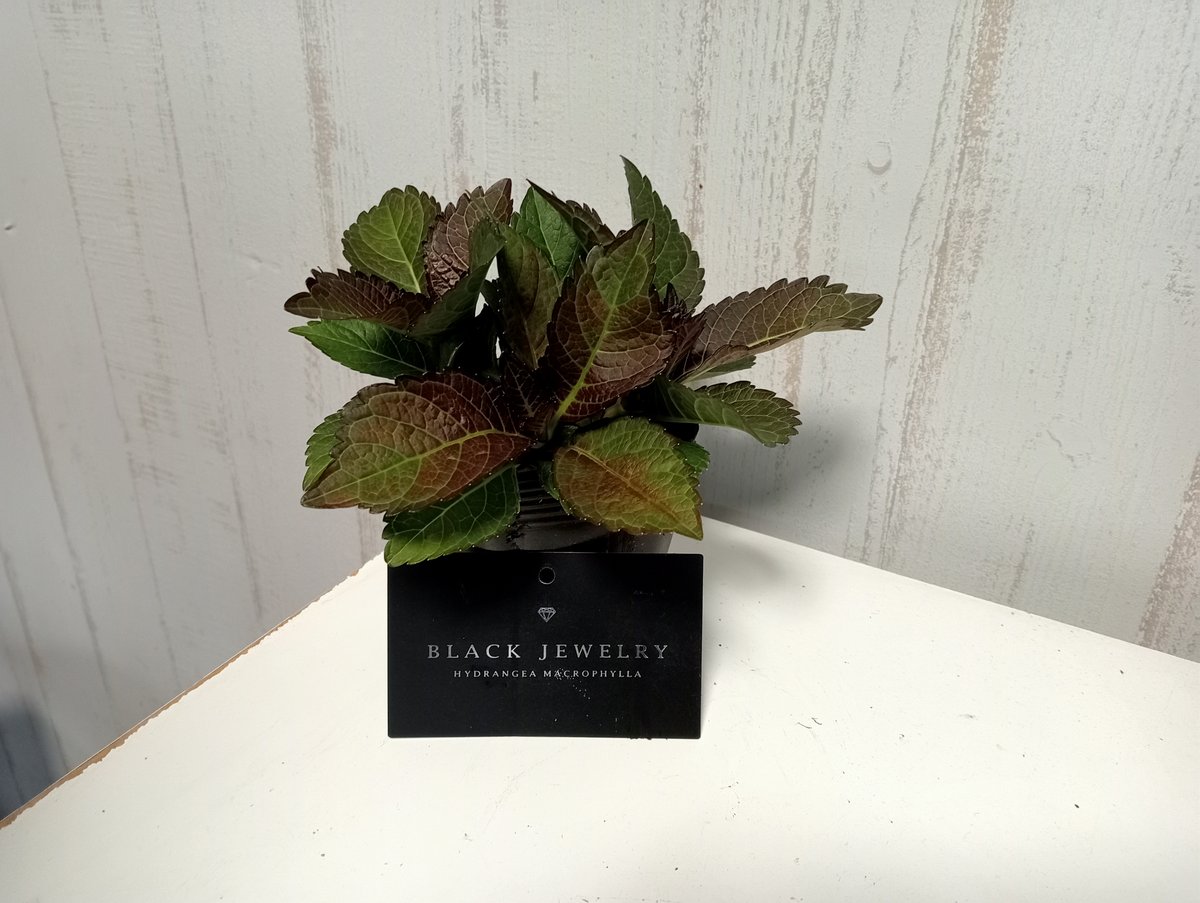 アジサイ ブラックジュエリー 花芽付き苗10.5㎝ポット 1株 アジサイ ブラックジュエリー 花芽付き苗10.5㎝ポット 1株